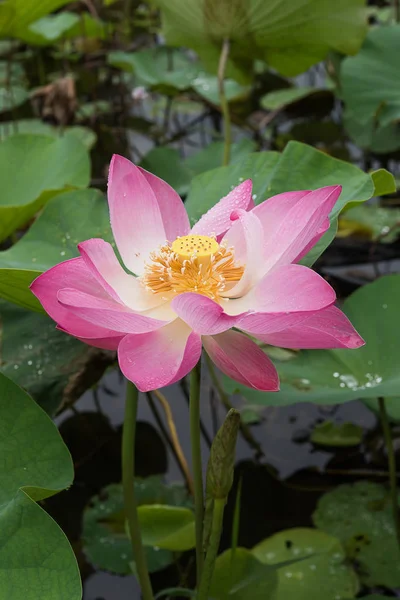 Vicino fiore di loto rosa — Foto Stock