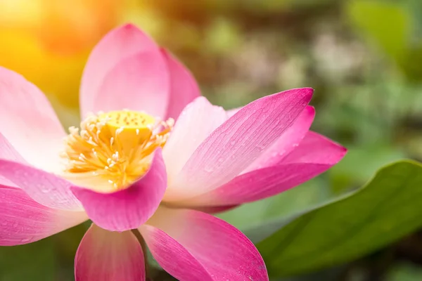 Close up pink lotus flower — Stock Photo, Image