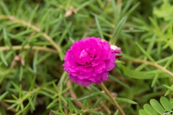 Close up Portulaca grandiflora flower. — Stock Photo, Image