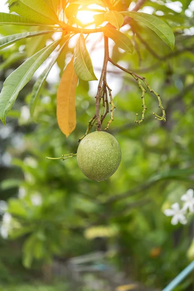 Fruto del árbol suicida —  Fotos de Stock