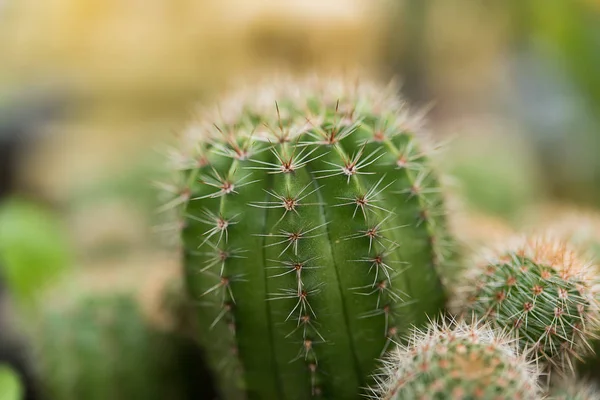 Zavřít kaktusovou rostlinu. — Stock fotografie