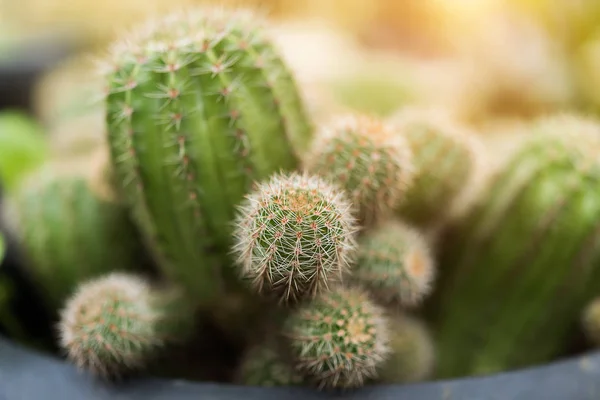 Primo piano della pianta di cactus. — Foto Stock
