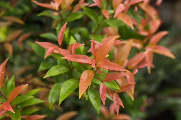 Close up giovani foglie di Rosa Australiana — Foto Stock