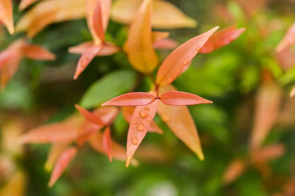 Close up young leaves of Australian Rose — Stock Photo, Image