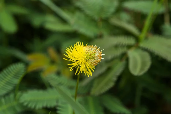 Žlutý květ rostliny citlivé na vodu — Stock fotografie
