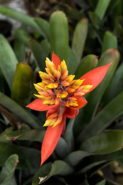 Yellow and orange Bromeliad flower. — Stock Photo, Image