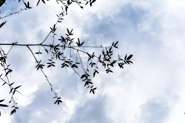 Foglie di bambù con nuvola bianca — Foto Stock