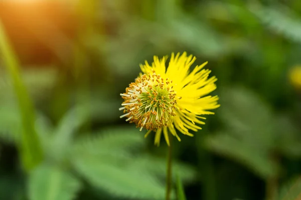 Flor amarela de planta sensível à água — Fotografia de Stock