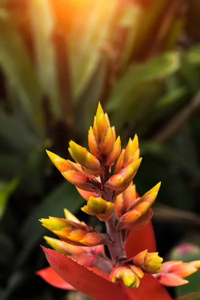 Amarelo e laranja Bromélia flor . — Fotografia de Stock