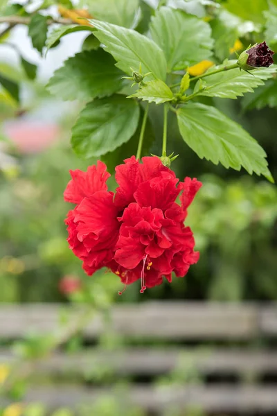 Flor de hibisco con flecos rojos — Foto de Stock