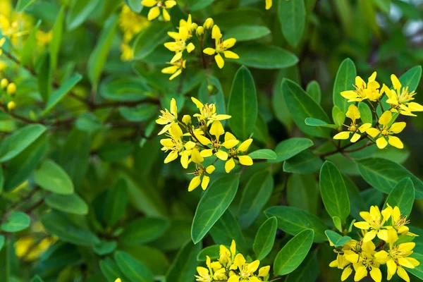 Thryallis glauca flor . — Fotografia de Stock