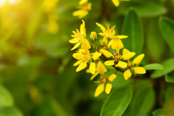 Flor de Thryallis glauca . — Foto de Stock