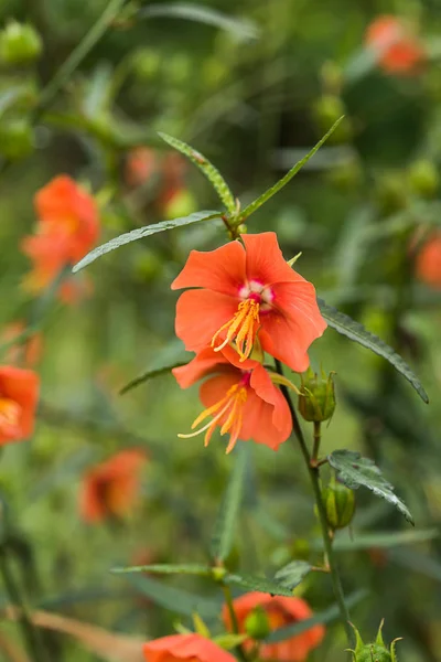 Orange Pentapetes phoenicea flower. — Stock Photo, Image