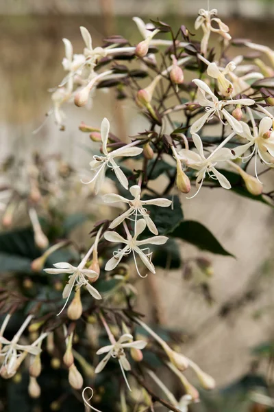 Flor branca de Clerodendrum infortunatum . — Fotografia de Stock