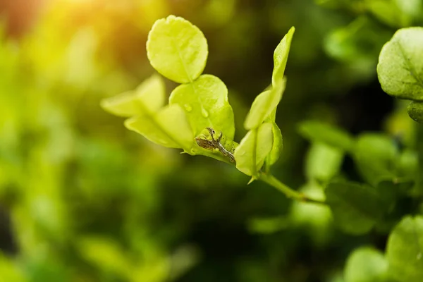 Folhas jovens de Porcupine Orange — Fotografia de Stock