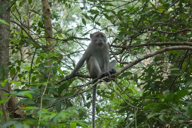 Uzun kuyruklu maymun dal.