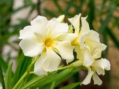 Yellow Sweet Oleander flower. clipart