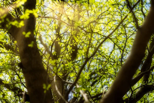 コートジボワール アーモンドの葉 — ストック写真
