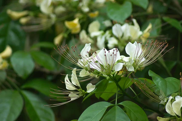 Crateva flor religiosa . — Fotografia de Stock