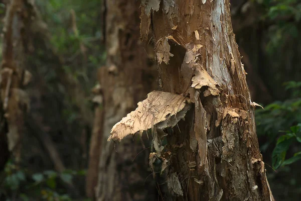 Paper bark tree. — Stock Photo, Image