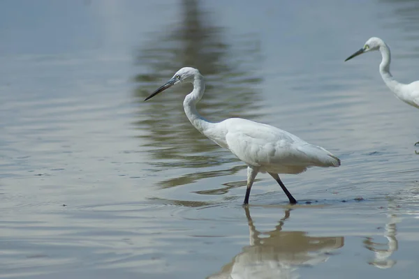 Little egret fågel — Stockfoto