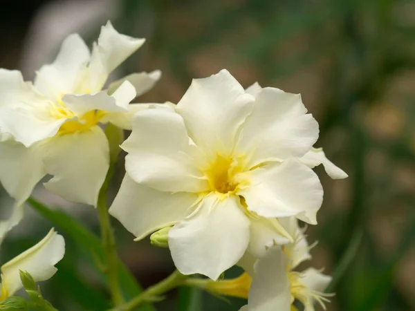 Žlutý oleandr Sweet květ. — Stock fotografie