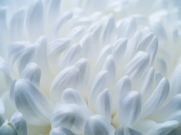 Close-up van witte bloem. — Stockfoto