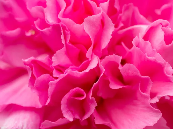 Gros plan de fleur rose. — Photo