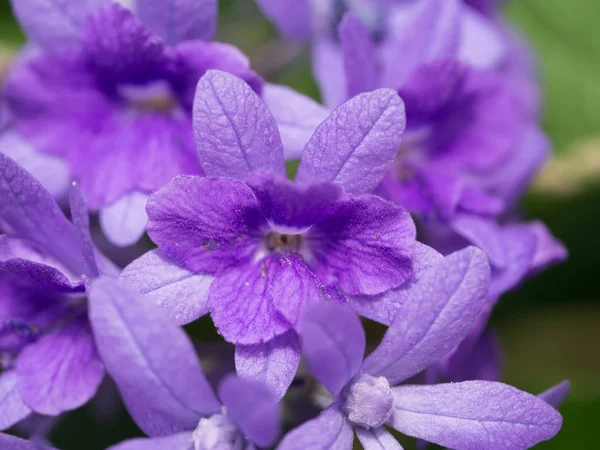 Close up of violet flower background. — Stock Photo, Image