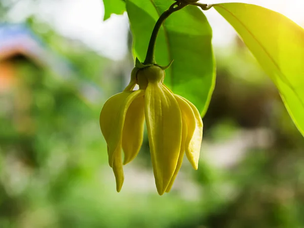 Flor amarela Bhandari . — Fotografia de Stock