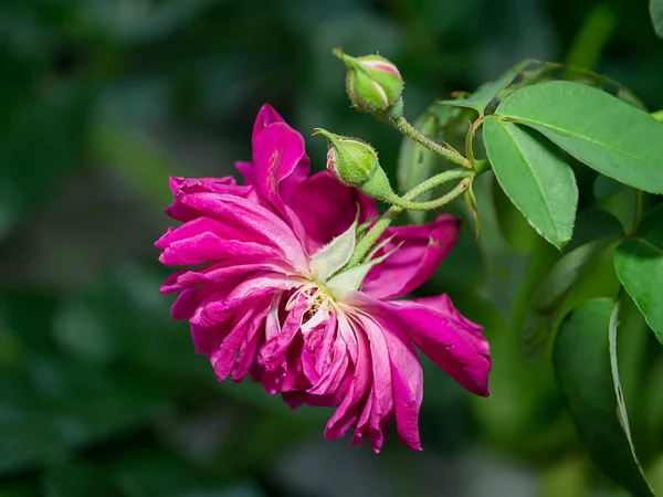 Rosa oscuro de Damasco Rosa flor . — Foto de Stock