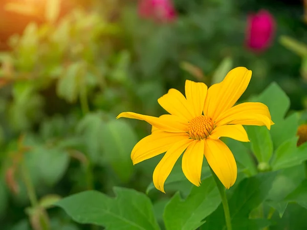 Yellow Mexican sunflower — Stock Photo, Image