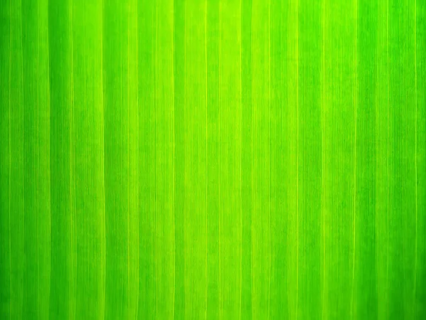 Close up papel de parede folha verde . — Fotografia de Stock