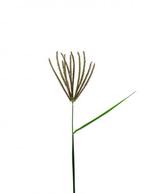 Parmak çim şişmiş