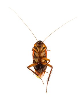 Cockroachs ölü kapatın