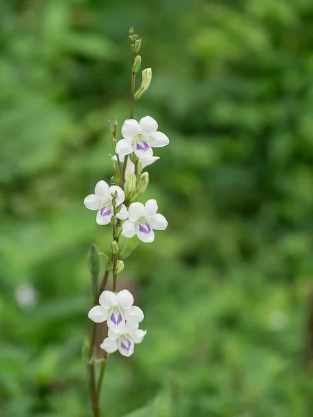 Ганг Примула квітка — стокове фото