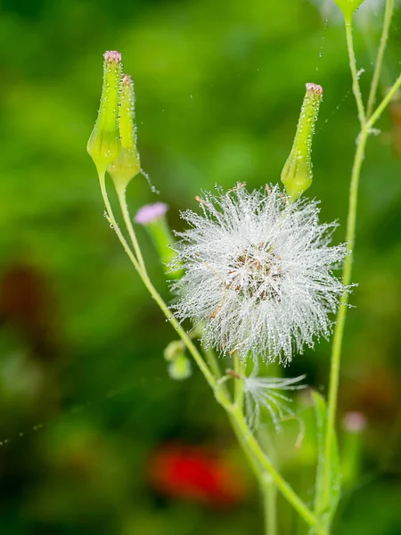 Graines d'herbe rouge ou roseau géant . — Photo