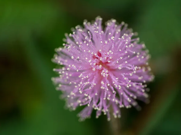 Close up van gevoelige planten bloem. — Stockfoto