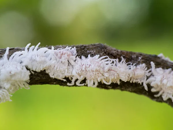 Mealy bug on branch. — Stock Photo, Image