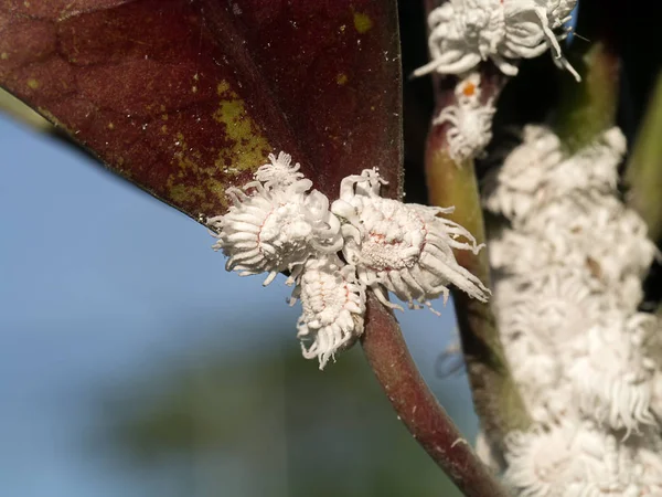 Bug farineux sur la branche . — Photo