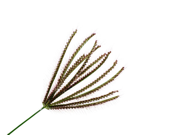 Swollen finger grass