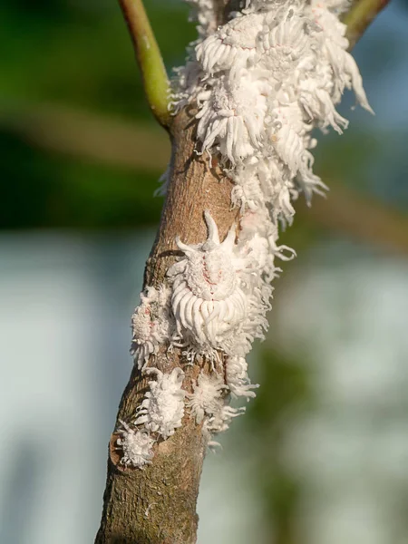 Mealy bug on branch. — Stock Photo, Image