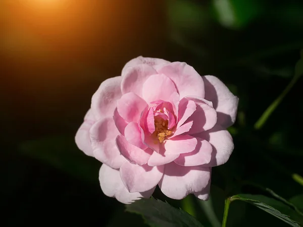 Bella rosa rosa in un giardino — Foto Stock