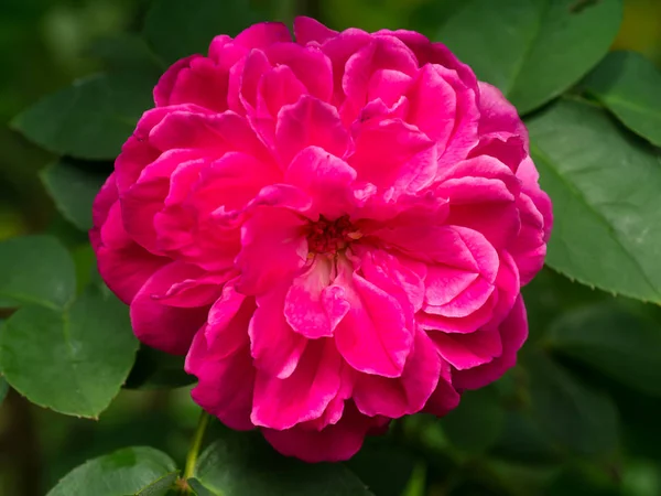 Rosa scuro del fiore di rosa damascena . — Foto Stock