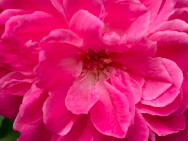 Dunkelrosa von Damast Rose Blume. — Stockfoto