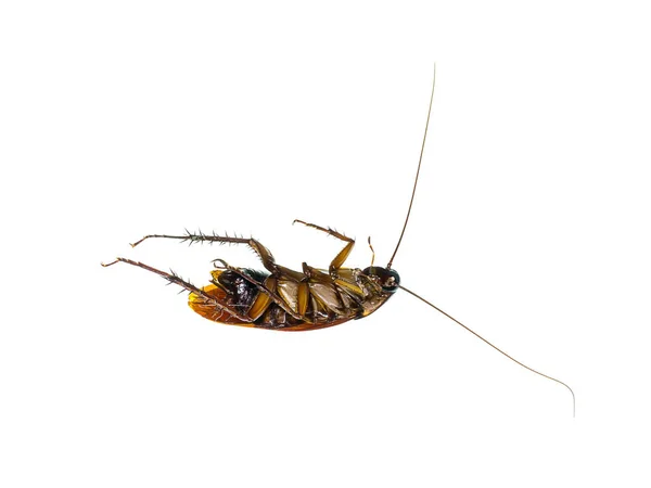 Martwe Cockroachs z bliska — Zdjęcie stockowe