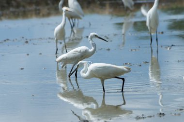 Küçük ak balıkçıl kuşu