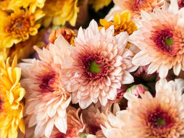 Kasımpatı çiçeği kadar kapatın.