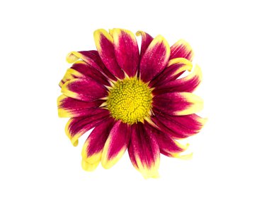 Kasımpatı çiçeği kadar kapatın.