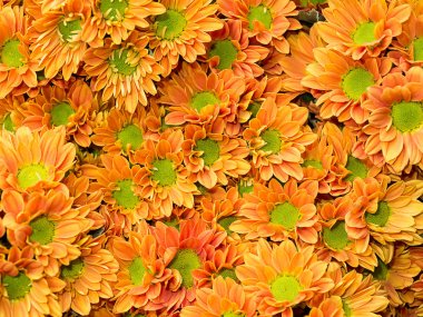 Kasımpatı çiçeği kadar kapatın.